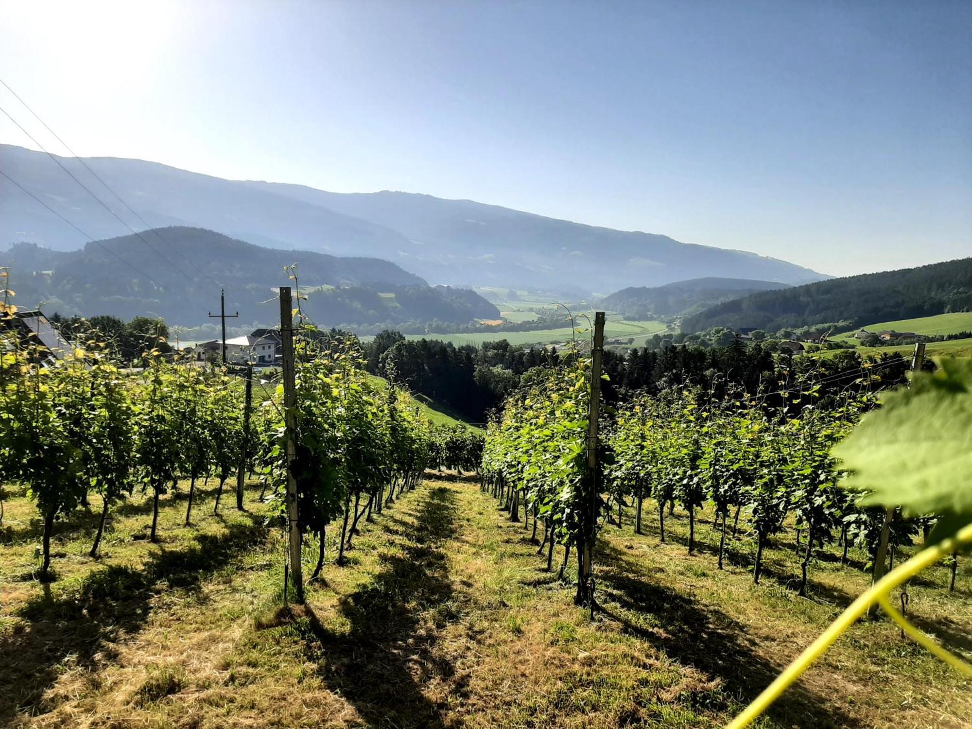 Auszeit Am Weinhof Apartment Loschental Luaran gambar